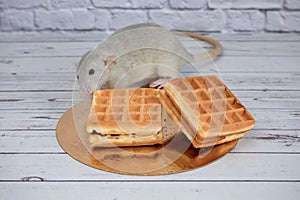 A small gray decorative rat eats freshly baked square waffles with appetite. Rodent close-up
