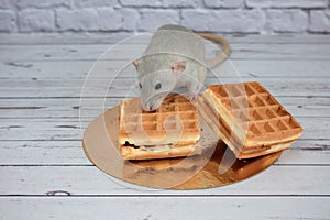 A small gray decorative rat eats freshly baked square waffles with appetite. Rodent close-up