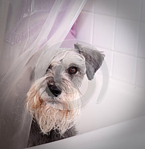 Small gray dog in bath tub