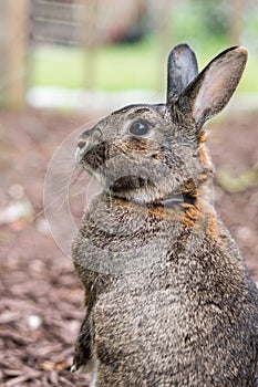 Small gray domestic bunny rabbit stands guard in the garden, portrait