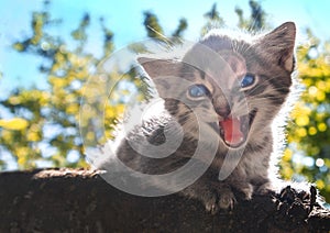 A small gray fluffy kitten with blue eyes meows in fright on a tree branch against a background of greenery and sky