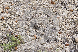 Small gray grasshopper camouflaged on the ground