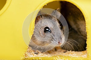 Small gray jungar hamster rat in yellow home cage
