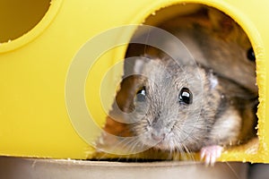 Small gray jungar hamster rat in yellow home cage