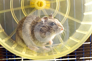 Small gray jungar hamster rat in yellow home cage