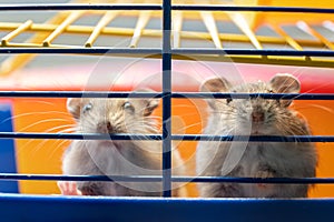 Small gray jungar hamster rats in yellow home cage