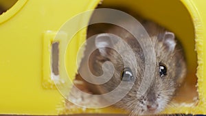 Small gray jungar hamster rats in yellow home cage.