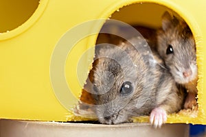 Small gray jungar hamster rats in yellow home cage