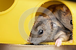 Small gray jungar hamster rats in yellow home cage