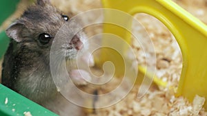 Small gray jungar hamster rats in yellow home cage.