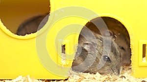 Small gray jungar hamster rats in yellow home cage.