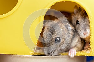 Piccolo grigio criceto ratti gabbia 