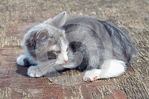 A small gray kitten basks in the sun.