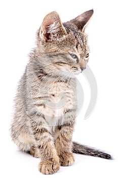 Small gray kitten blinked isolated on white background