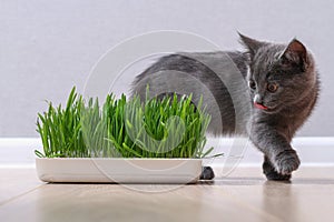 A small gray kitten eats green grass to breed fur. The cat eats oats source of vitamins.