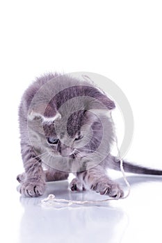 Small gray kitten isolated on white background playing