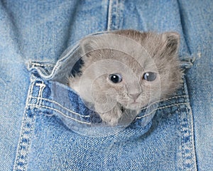 Small gray kitten in Jeans pocket