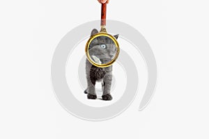 Small gray kitten with a magnifying glass