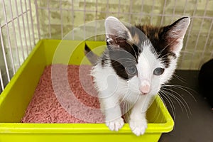 Small gray kitten in plastic litter cat on floor. Cat sitting in litter box with sand on bathroom floor