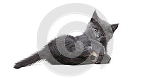 A small gray kitten plays with toy a soccer ball isolated on white background. Cat toys. The cat is football player