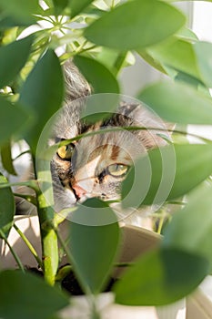 A small gray kitten is resting on the windowsill and looking out the window, close-up, soft selective focus.