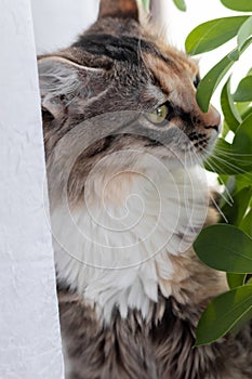 A small gray kitten is resting on the windowsill and looking out the window, close-up, soft selective focus.