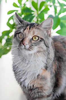 A small gray kitten is resting on the windowsill and looking out the window, close-up, soft selective focus.