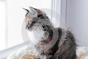 A small gray kitten is resting on the windowsill and looking out the window, close-up, soft selective focus.