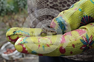 A small gray lizard sits on the hand naked or gloved looking