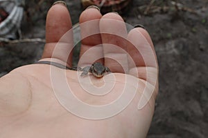 A small gray lizard sits on the hand naked or gloved looking