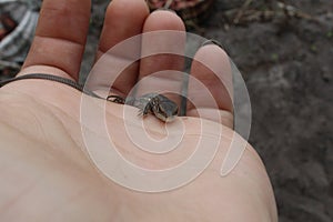 A small gray lizard sits on the hand naked or gloved looking