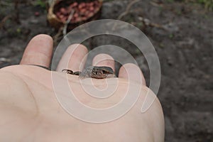 A small gray lizard sits on the hand naked or gloved looking