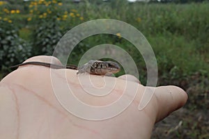 A small gray lizard sits on the hand naked or gloved looking