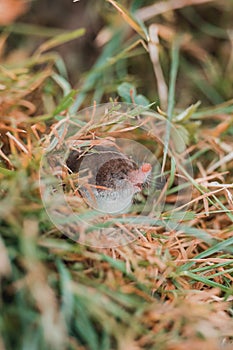 A small gray mole climbed out of the ground, an animal in the grass