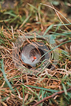 A small gray mole climbed out of the ground, an animal in the grass.