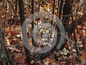 A small gray mouse in the autumn park.