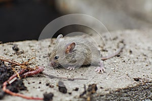 Small gray mouse. Field rodent. Scared little mouse in natural habitat