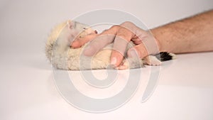 Small gray puppy ferret playing