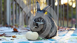Small Gray Rabbit chins white pumpkin in fall scene and looks up at camera cute