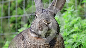 Small gray rabbit in garden eating greens closeup mouth cute