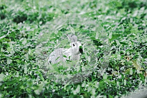 Small gray rabbit nesting in the grass