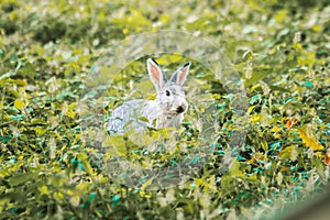 Small gray rabbit nesting in the grass