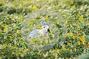 Small gray rabbit nesting in the grass