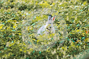 Small gray rabbit nesting in the grass