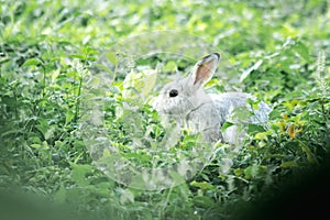 Small gray rabbit nesting in the grass, rabbit in the grass