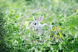 Small gray rabbit nesting in the grass, rabbit in the grass