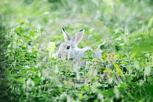 Small gray rabbit nesting in the grass, rabbit in the grass