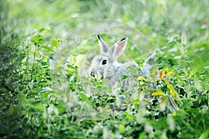 Small gray rabbit nesting in the grass, rabbit in the grass