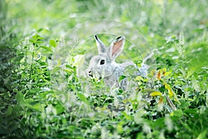 Small gray rabbit nesting in the grass, rabbit in the grass