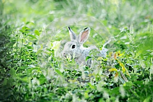 Small gray rabbit nesting in the grass, rabbit in the grass